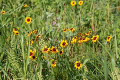 Coreopsis tinctoria
