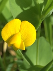Lathyrus aphaca