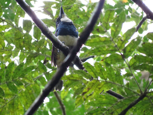 Notharchus pectoralis