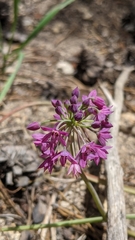 Allium campanulatum