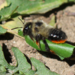 Megachile melanophaea - Photo (c) ingridcarmean, algunos derechos reservados (CC BY-NC)