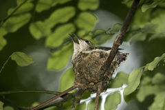 Anthracothorax dominicus