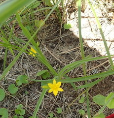 Hypoxis angustifolia