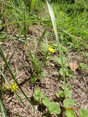 Hypoxis angustifolia