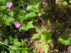Geranium robertianum