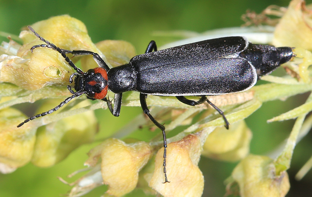 Epicauta sibirica from Октябрьский р-н, Приморский край, Россия on June ...