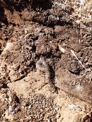 Akymnopellis
