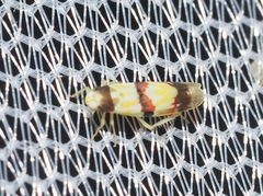 Erythroneura integra