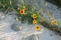 Coreopsis tinctoria