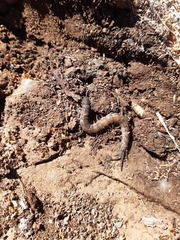 Akymnopellis
