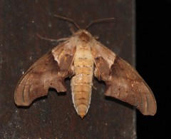 Coequosa australasiae