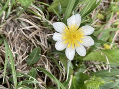 Caltha chionophila
