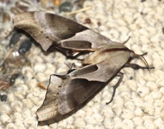 Coequosa australasiae