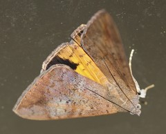 Oxyodes tricolor