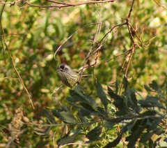 Anairetes parulus parulus