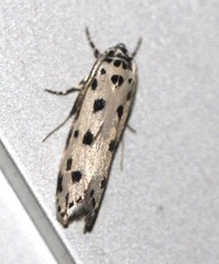 Ethmia sphaerosticha