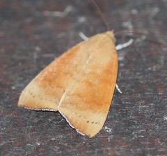 Austrocarea iocephala