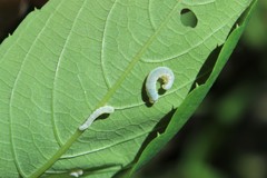 Aglaostigma semiluteum