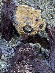 Semibalanus cariosus