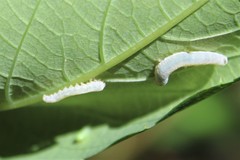 Aglaostigma semiluteum