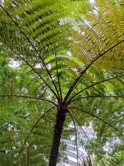 Cyathea costaricensis