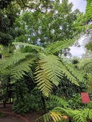Cyathea costaricensis