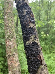 Collema subflaccidum