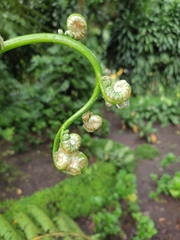 Cyathea costaricensis