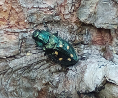 Phaenops abies