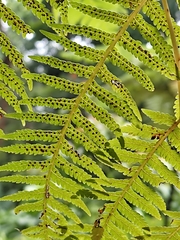 Cyathea costaricensis