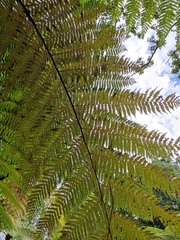 Cyathea costaricensis