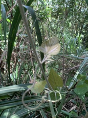 Vitis kelungensis