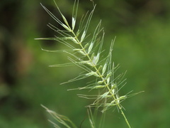 Elymus hystrix