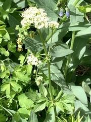 Valeriana occidentalis