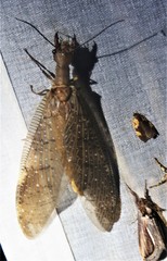 Corydalus peruvianus