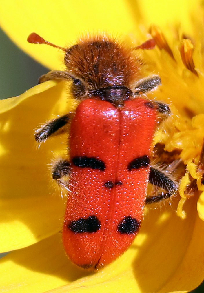 Trichodes bicinctus