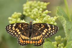 Chlosyne definita anastasia