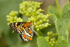 Chlosyne definita anastasia