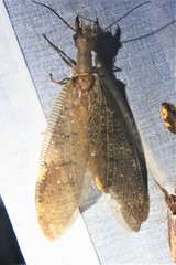 Corydalus peruvianus