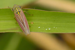 Apogonalia fraterna