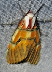 Anaxita decorata