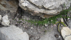 Lobelia jasionoides