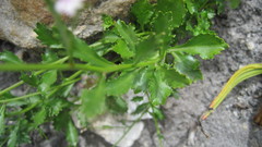 Lobelia jasionoides