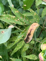 Puccinia sambuci