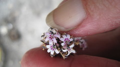 Lobelia jasionoides
