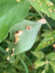 Puccinia sambuci