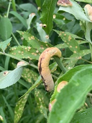 Puccinia sambuci