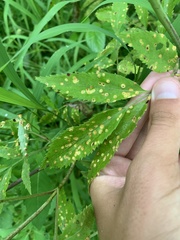 Puccinia sambuci