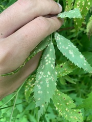 Puccinia sambuci