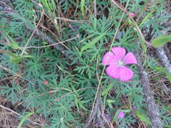Geranium potentillifolium